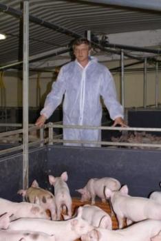 Вид деятельности: свиноводство