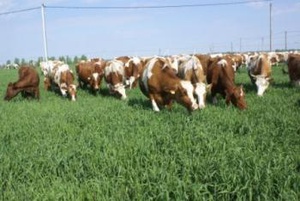 Виды деятельности: растениеводство, молочное животноводство