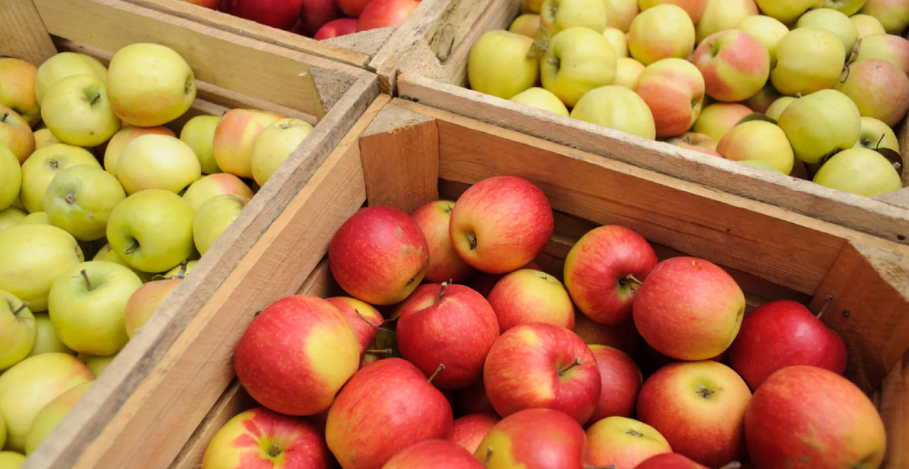 Акционерное общество «Бобравское» собрало свыше 1900 тонн яблок урожая 2023 года.