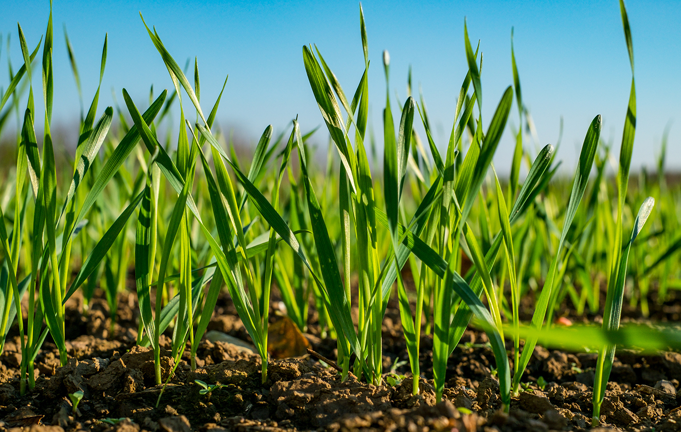 Ракитянские аграрии засеяли озимой пшеницей более 15 тысяч га.