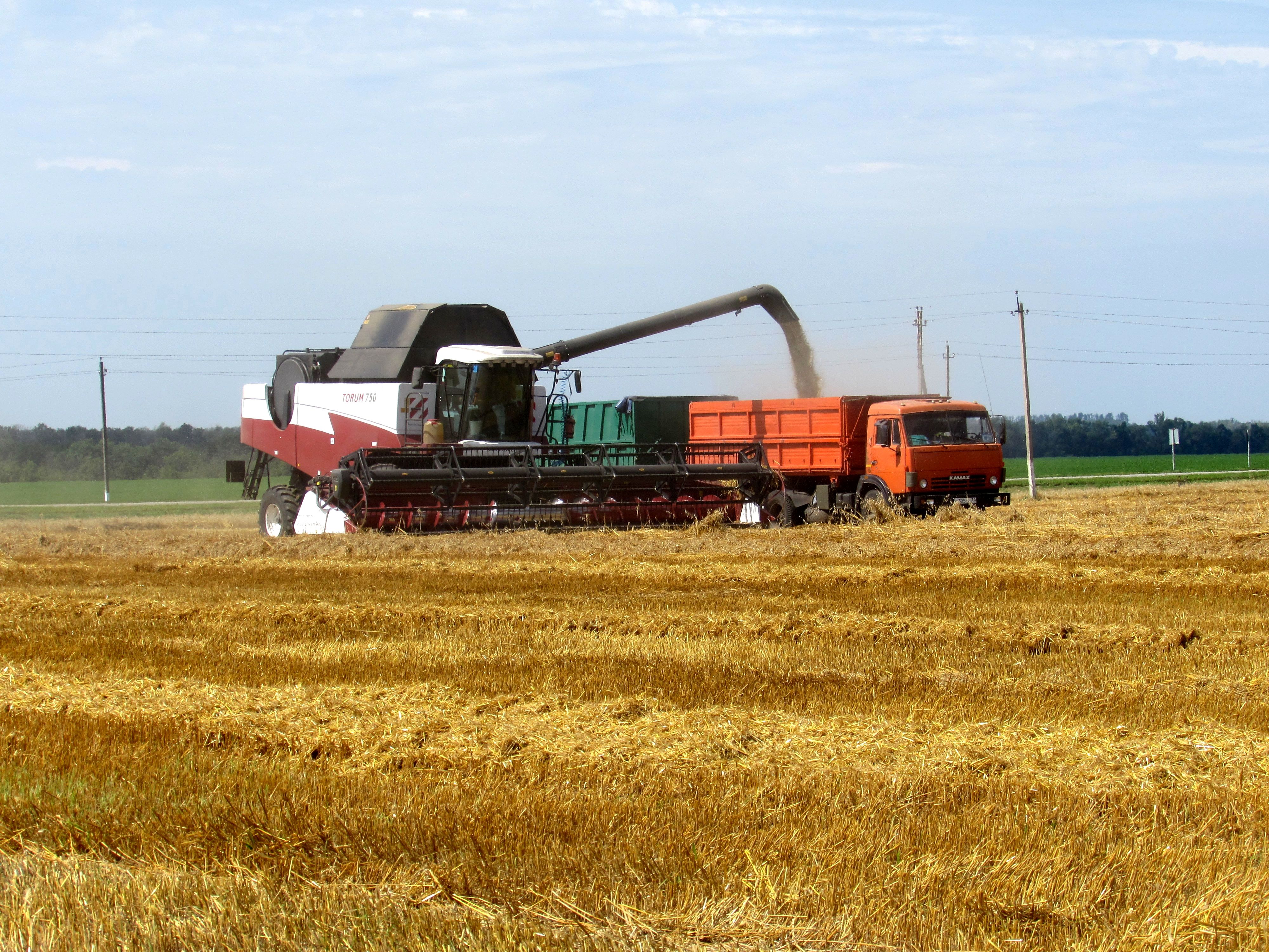 Сельскохозяйственные предприятия Ракитянского района завершили обмолот ранних зерновых и зернобобовых культур урожая 2024 года.