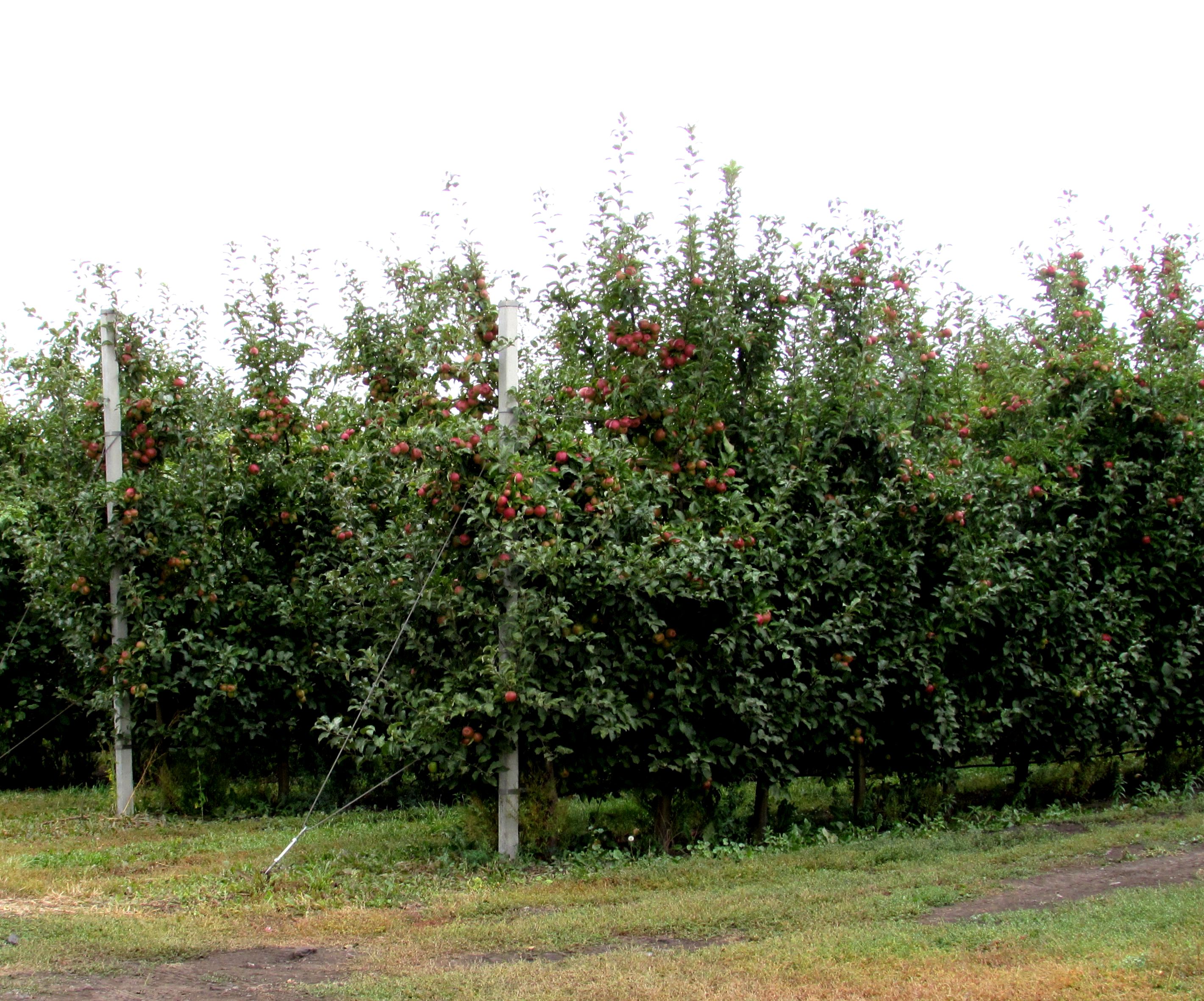 В акционерном обществе «Бобравское» полным ходом идёт сбор яблок.