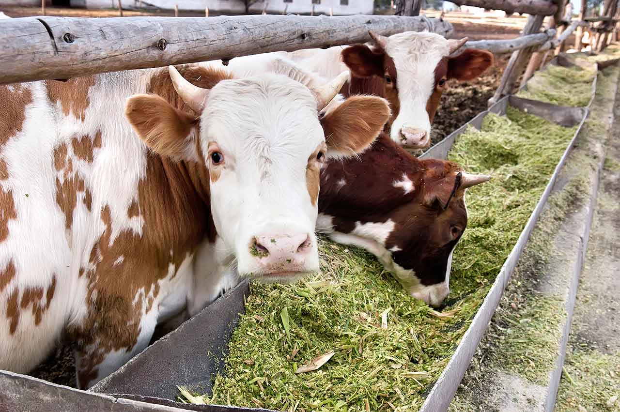 Заготовка корма для крупного рогатого скота началась в Ракитянском районе.
