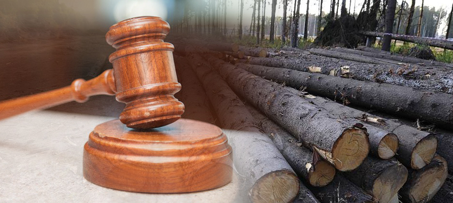 Об уголовной ответственности за незаконную рубку лесных насаждений.