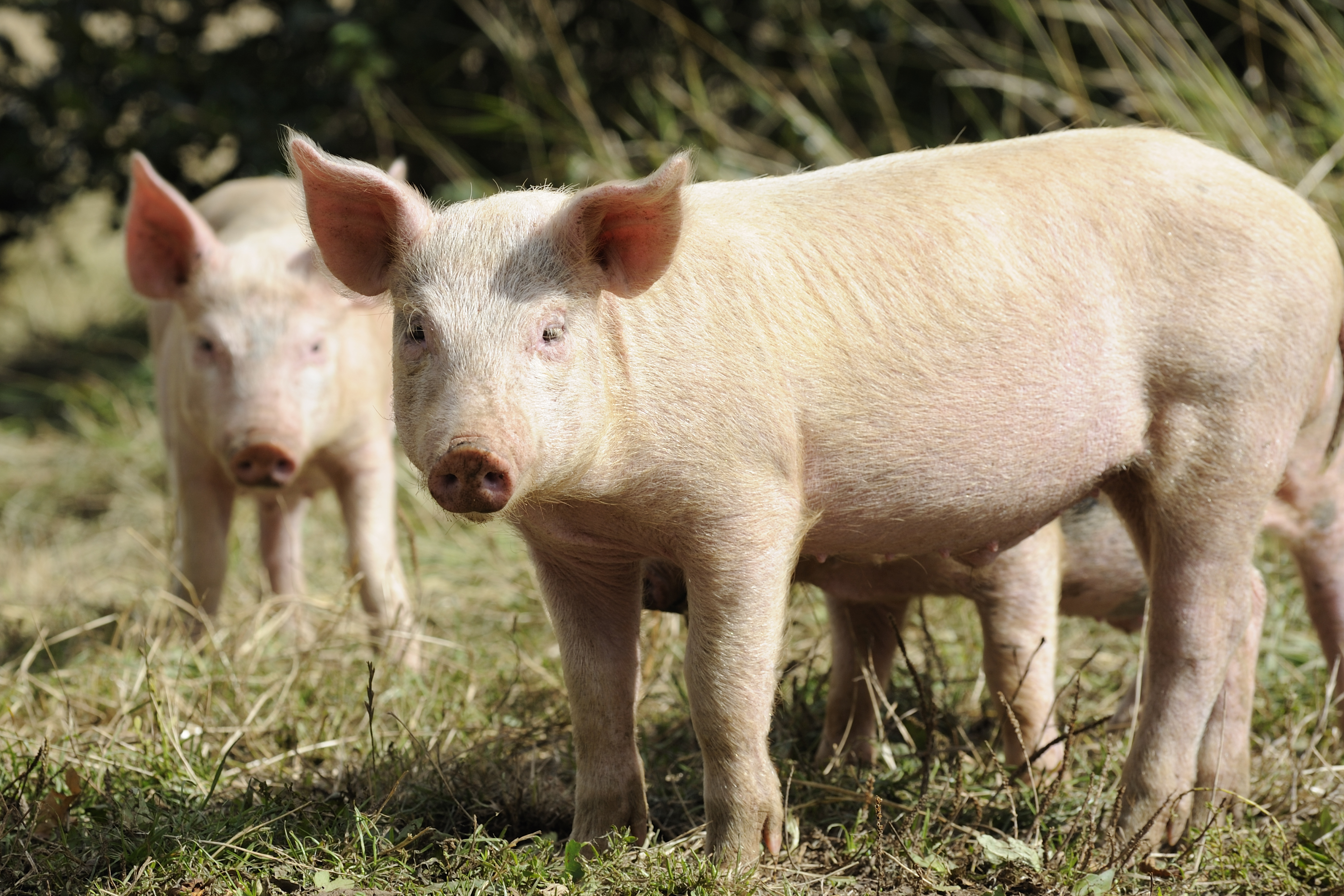 Ракитянское агропредприятие «БЭЗРК-Белгранкорм» вошло в двадцатку крупнейших производителей свинины в России.