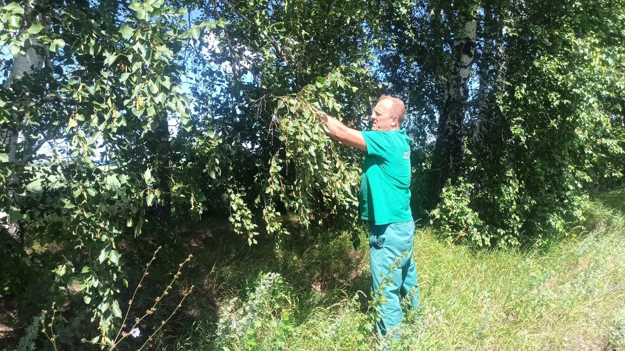 Сотрудники Ракитянского лесничества выполнили план по сбору семян берёзы.