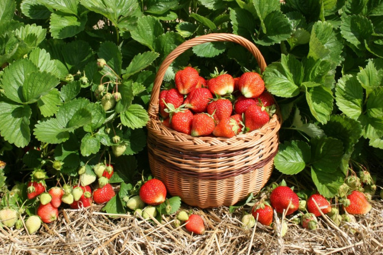 В этом году фермерские хозяйства Ракитянского района планируют вырастить около 13 тонн земляники садовой.