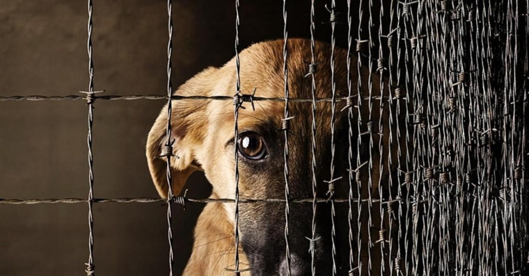 Информация для граждан о недопустимости жестокого обращения с животными!.