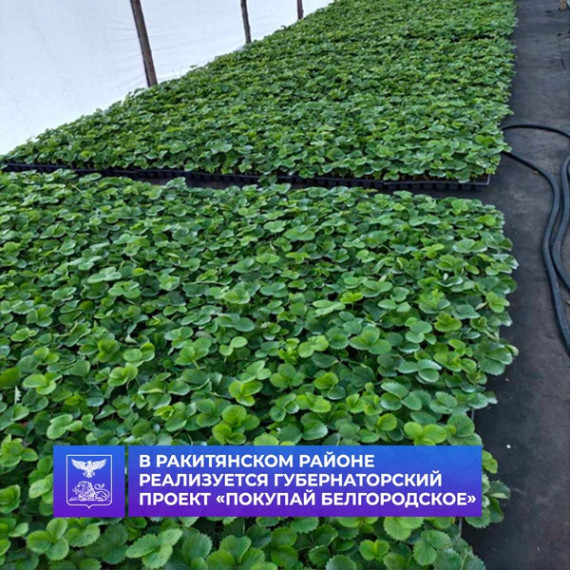 В Ракитянском районе продолжается реализация губернаторского проекта «Покупай Белгородское». В Ракитянском районе продолжается реализация губернаторского проекта «Покупай Белгородское».
