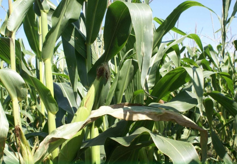 Сельскохозяйственные предприятия Ракитянского района заканчивают уборку кукурузы на силос.