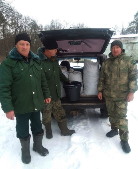 Сотрудники Ракитянского лесничества собрали 500 кг шишек для восстановления лесов.